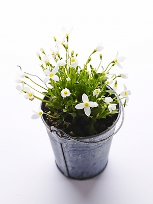 포토 JPG 스튜디오촬영 식물 꽃 화분 생활용품 여러송이 누끼 사람없음 인테리어 물뿌리개 흰색 오브젝트 양철통 국내포토 디자인 컬러 다수 실내 파일형식