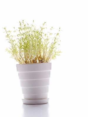 포토 JPG 스튜디오촬영 식물 웰빙 화분 생활용품 누끼 사람없음 인테리어 허브 오브젝트 국내포토 디자인 실내 파일형식