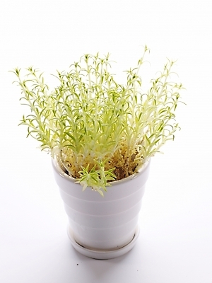 포토 JPG 스튜디오촬영 식물 웰빙 화분 생활용품 누끼 사람없음 인테리어 허브 오브젝트 국내포토 디자인 실내 파일형식