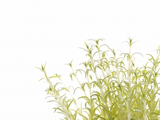 포토 JPG 스튜디오촬영 식물 웰빙 화분 생활용품 부분 사람없음 인테리어 허브 오브젝트 국내포토 디자인 실내 파일형식