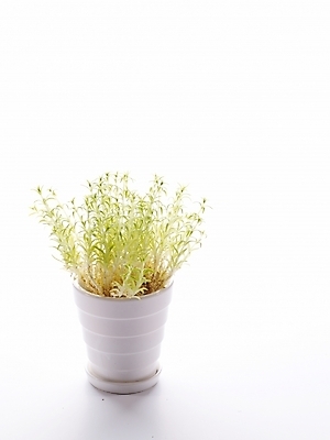 포토 JPG 스튜디오촬영 식물 웰빙 화분 생활용품 누끼 사람없음 인테리어 허브 오브젝트 국내포토 디자인 실내 파일형식