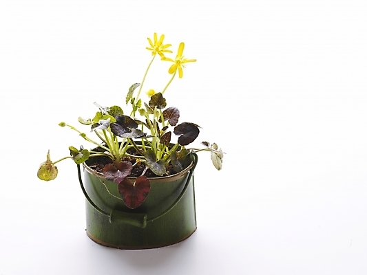 포토 JPG 스튜디오촬영 식물 꽃 화분 생활용품 누끼 사람없음 인테리어 노란색 오브젝트 국내포토 디자인 컬러 실내 파일형식