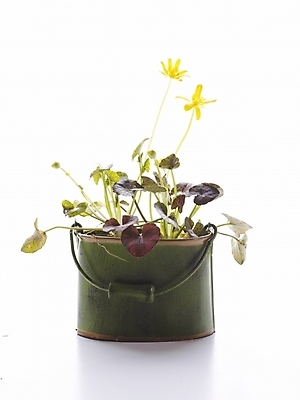 포토 JPG 스튜디오촬영 식물 꽃 화분 생활용품 누끼 사람없음 인테리어 노란색 오브젝트 국내포토 디자인 컬러 실내 파일형식