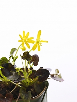 포토 JPG 스튜디오촬영 식물 꽃 화분 생활용품 부분 사람없음 인테리어 노란색 오브젝트 국내포토 디자인 컬러 실내 파일형식