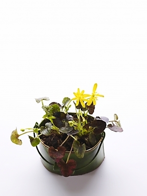 포토 JPG 스튜디오촬영 식물 꽃 화분 생활용품 누끼 사람없음 인테리어 노란색 오브젝트 국내포토 디자인 컬러 실내 파일형식