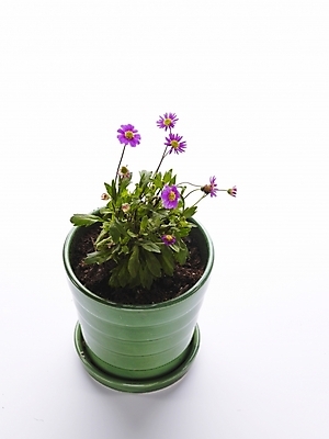 포토 JPG 스튜디오촬영 식물 꽃 화분 생활용품 누끼 사람없음 인테리어 보라색 오브젝트 국내포토 디자인 컬러 실내 파일형식