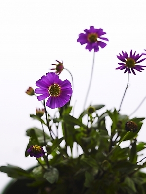 포토 JPG 스튜디오촬영 식물 꽃 화분 생활용품 부분 사람없음 인테리어 보라색 오브젝트 국내포토 디자인 컬러 실내 파일형식