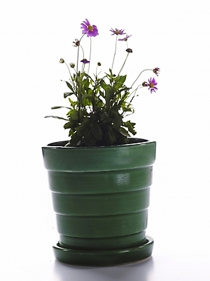 포토 JPG 스튜디오촬영 식물 꽃 화분 생활용품 누끼 사람없음 인테리어 보라색 오브젝트 국내포토 디자인 컬러 실내 파일형식