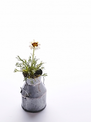 포토 JPG 스튜디오촬영 식물 꽃 화분 생활용품 여러송이 누끼 사람없음 인테리어 흰색 오브젝트 양철통 국내포토 디자인 컬러 다수 실내 파일형식