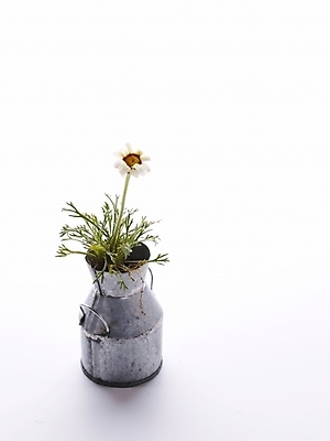 포토 JPG 스튜디오촬영 식물 꽃 화분 생활용품 여러송이 누끼 사람없음 인테리어 흰색 오브젝트 양철통 국내포토 디자인 컬러 다수 실내 파일형식