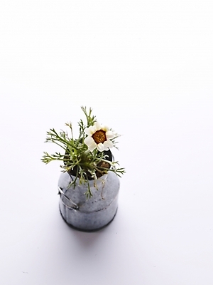 포토 JPG 스튜디오촬영 식물 꽃 화분 생활용품 여러송이 누끼 사람없음 인테리어 흰색 오브젝트 양철통 국내포토 디자인 컬러 다수 실내 파일형식