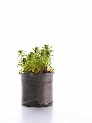 포토 JPG 스튜디오촬영 식물 화분 생활용품 누끼 사람없음 초록색 인테리어 오브젝트 국내포토 디자인 컬러 실내 파일형식