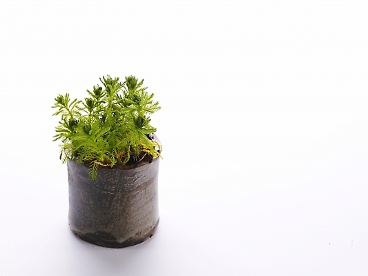 포토 JPG 스튜디오촬영 식물 화분 생활용품 누끼 사람없음 초록색 인테리어 오브젝트 국내포토 디자인 컬러 실내 파일형식