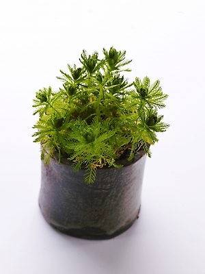 포토 JPG 스튜디오촬영 식물 화분 생활용품 누끼 사람없음 초록색 인테리어 오브젝트 국내포토 디자인 컬러 실내 파일형식