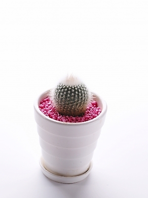 포토 JPG 스튜디오촬영 식물 화분 생활용품 선인장 누끼 사람없음 인테리어 오브젝트 국내포토 디자인 실내 파일형식