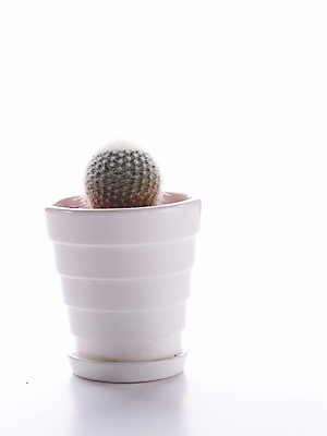 포토 JPG 스튜디오촬영 식물 화분 생활용품 선인장 누끼 사람없음 인테리어 오브젝트 국내포토 디자인 실내 파일형식