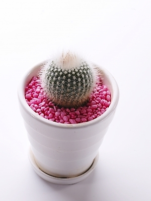 포토 JPG 스튜디오촬영 식물 화분 생활용품 선인장 누끼 사람없음 인테리어 오브젝트 국내포토 디자인 실내 파일형식