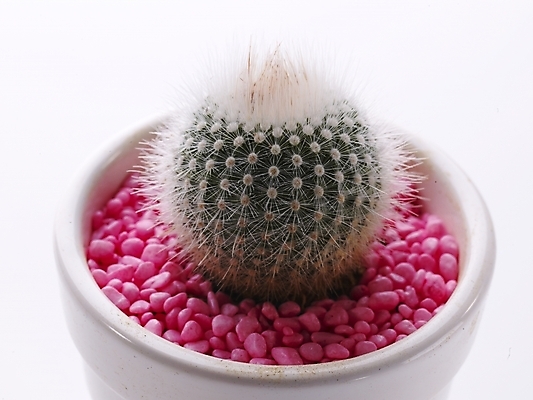 포토 JPG 스튜디오촬영 식물 화분 생활용품 부분 선인장 사람없음 인테리어 오브젝트 국내포토 디자인 실내 파일형식