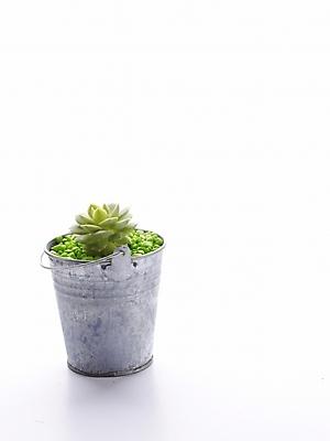 포토 JPG 스튜디오촬영 식물 화분 생활용품 선인장 누끼 사람없음 인테리어 오브젝트 양철통 국내포토 디자인 실내 파일형식