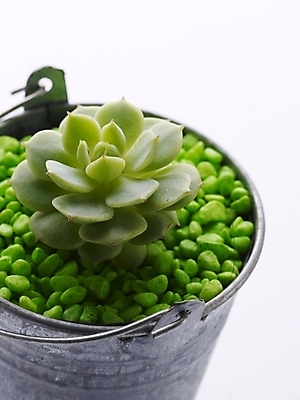 포토 JPG 스튜디오촬영 식물 화분 생활용품 부분 선인장 사람없음 인테리어 오브젝트 양철통 국내포토 디자인 실내 파일형식