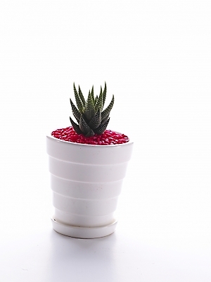 포토 JPG 스튜디오촬영 식물 화분 생활용품 선인장 누끼 사람없음 인테리어 오브젝트 국내포토 디자인 실내 파일형식