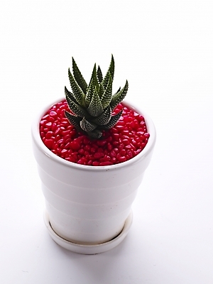 포토 JPG 스튜디오촬영 식물 화분 생활용품 선인장 누끼 사람없음 인테리어 오브젝트 국내포토 디자인 실내 파일형식