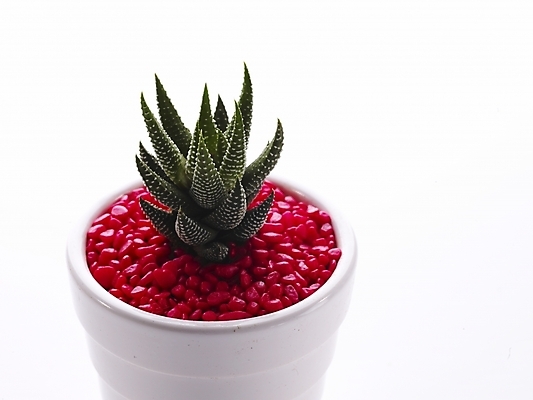 포토 JPG 스튜디오촬영 식물 화분 생활용품 부분 선인장 사람없음 인테리어 오브젝트 국내포토 디자인 실내 파일형식