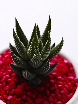 포토 JPG 스튜디오촬영 식물 화분 생활용품 부분 선인장 사람없음 인테리어 오브젝트 국내포토 디자인 실내 파일형식