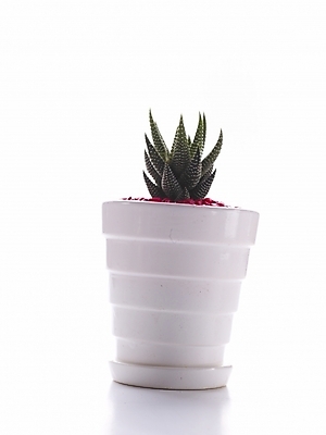 포토 JPG 스튜디오촬영 식물 화분 생활용품 선인장 누끼 사람없음 인테리어 오브젝트 국내포토 디자인 실내 파일형식