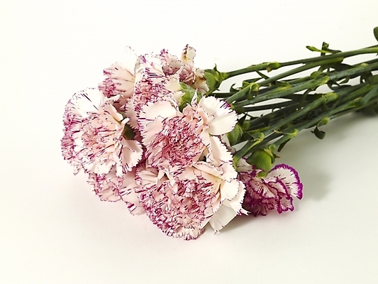 포토 JPG 스튜디오촬영 식물 꽃 꽃다발 여러송이 기념 선물 사람없음 봄 카네이션 감사 국내포토 계절 감정 다수 실내 파일형식