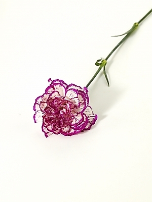 포토 JPG 스튜디오촬영 식물 꽃 한송이 기념 선물 누끼 사람없음 봄 카네이션 감사 국내포토 1 계절 감정 실내 송이 파일형식