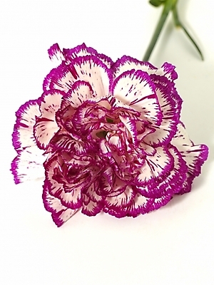 포토 JPG 스튜디오촬영 식물 꽃 한송이 기념 선물 사람없음 봄 카네이션 감사 국내포토 1 계절 감정 실내 송이 파일형식