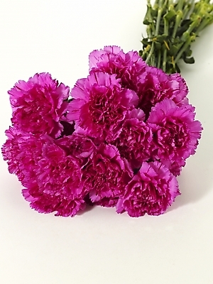 포토 JPG 스튜디오촬영 식물 꽃 꽃다발 여러송이 기념 선물 사람없음 봄 카네이션 감사 국내포토 계절 감정 다수 실내 파일형식