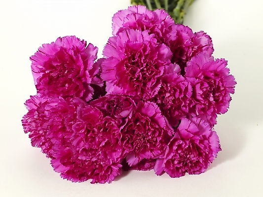 포토 JPG 스튜디오촬영 식물 꽃 꽃다발 여러송이 기념 선물 사람없음 봄 카네이션 감사 국내포토 계절 감정 다수 실내 파일형식