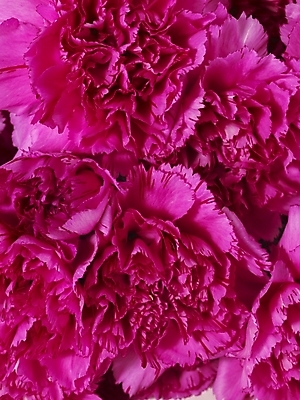 포토 JPG 스튜디오촬영 식물 꽃 꽃다발 여러송이 기념 선물 근접촬영 사람없음 봄 카네이션 감사 국내포토 계절 감정 뷰포인트 다수 실내 파일형식