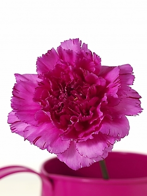 포토 JPG 스튜디오촬영 식물 꽃 한송이 기념 선물 근접촬영 사람없음 인테리어 봄 물뿌리개 카네이션 오브젝트 감사 국내포토 1 디자인 계절 감정 뷰포인트 실내 송이 파일형식