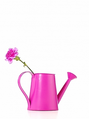 포토 JPG 스튜디오촬영 식물 꽃 한송이 기념 선물 누끼 사람없음 장식 인테리어 꽃병 봄 물뿌리개 어버이날 꽃꽂이 카네이션 오브젝트 감사 국내포토 1 디자인 계절 기념일 감정 실내 원예 송이 파일형식