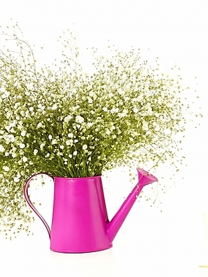 포토 JPG 스튜디오촬영 식물 꽃 꽃다발 여러송이 선물 사람없음 장식 인테리어 봄 물뿌리개 축하 꽃꽂이 오브젝트 감사 안개꽃 한다발 국내포토 디자인 계절 감정 다수 컨셉 실내 원예 한해살이풀 파일형식