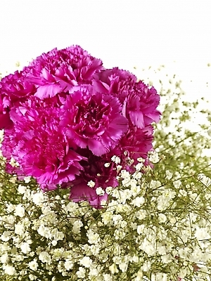 포토 JPG 스튜디오촬영 식물 꽃 꽃다발 여러송이 기념 선물 사람없음 봄 카네이션 감사 안개꽃 국내포토 계절 감정 다수 실내 한해살이풀 파일형식