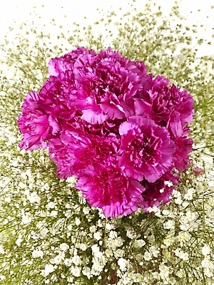 포토 JPG 스튜디오촬영 식물 꽃 꽃다발 여러송이 기념 선물 사람없음 봄 카네이션 감사 안개꽃 국내포토 계절 감정 다수 실내 한해살이풀 파일형식