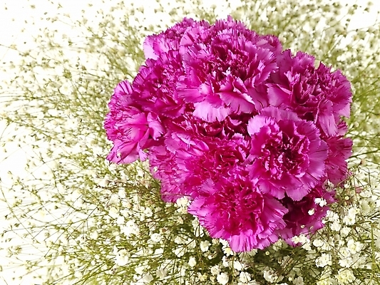 포토 JPG 스튜디오촬영 식물 꽃 꽃다발 여러송이 기념 선물 사람없음 봄 카네이션 감사 안개꽃 국내포토 계절 감정 다수 실내 한해살이풀 파일형식