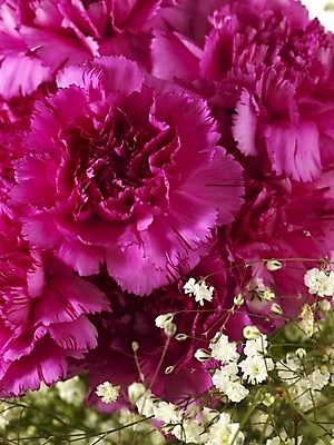 포토 JPG 스튜디오촬영 식물 꽃 꽃다발 여러송이 기념 선물 근접촬영 사람없음 봄 카네이션 감사 안개꽃 국내포토 계절 감정 뷰포인트 다수 실내 한해살이풀 파일형식