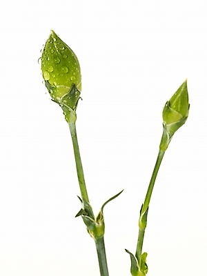 포토 JPG 스튜디오촬영 식물 꽃 기념 선물 누끼 사람없음 봄 물방울 신선 이슬 두송이 카네이션 꽃봉오리 감사 국내포토 계절 감정 2 실내 파일형식