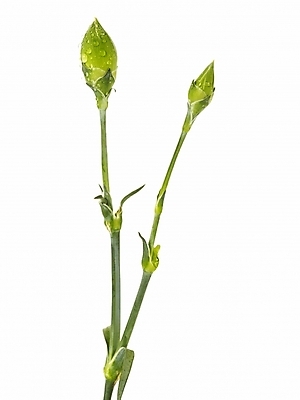 포토 JPG 스튜디오촬영 식물 꽃 기념 선물 누끼 사람없음 봄 물방울 신선 이슬 두송이 카네이션 꽃봉오리 감사 국내포토 계절 감정 2 실내 파일형식