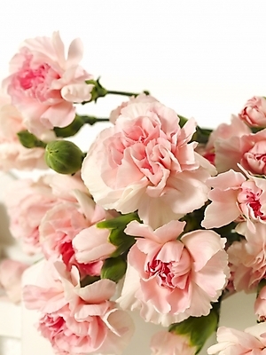 포토 JPG 스튜디오촬영 식물 꽃 꽃다발 여러송이 기념 선물 사람없음 울타리 인테리어 봄 카네이션 오브젝트 감사 국내포토 디자인 계절 감정 다수 실내 담장 파일형식