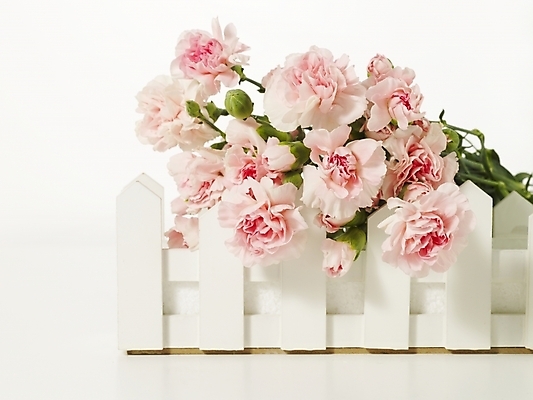 포토 JPG 스튜디오촬영 식물 꽃 꽃다발 여러송이 기념 선물 누끼 사람없음 울타리 인테리어 봄 카네이션 오브젝트 감사 국내포토 디자인 계절 감정 다수 실내 담장 파일형식