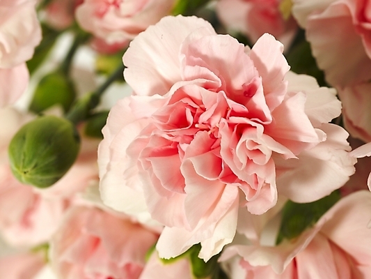 포토 JPG 스튜디오촬영 식물 꽃 여러송이 기념 선물 근접촬영 사람없음 봄 카네이션 감사 국내포토 계절 감정 뷰포인트 다수 실내 파일형식