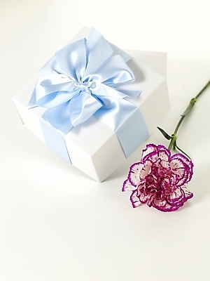 포토 JPG 스튜디오촬영 식물 꽃 리본 한송이 포장 기념 선물 사람없음 봄 카네이션 감사 국내포토 1 계절 감정 실내 송이 파일형식