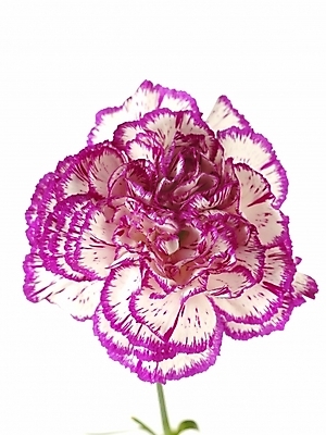 포토 JPG 스튜디오촬영 식물 꽃 한송이 기념 선물 누끼 근접촬영 사람없음 봄 카네이션 감사 국내포토 1 계절 감정 뷰포인트 실내 송이 파일형식