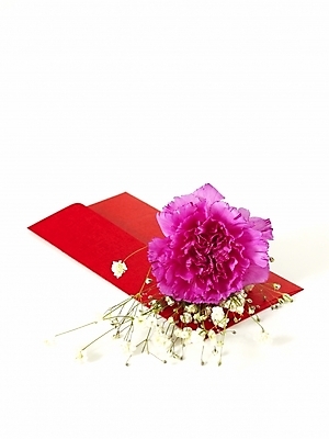 포토 JPG 스튜디오촬영 식물 꽃 한송이 문구용품 기념 선물 누끼 사람없음 봄 축하 카네이션 감사 안개꽃 국내포토 카드프레임 1 계절 감정 컨셉 프레임 실내 오브젝트 송이 한해살이풀 파일형식